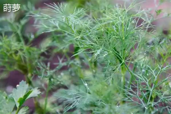 莳萝和茴香有什么区别,形态、花期、味道都不同