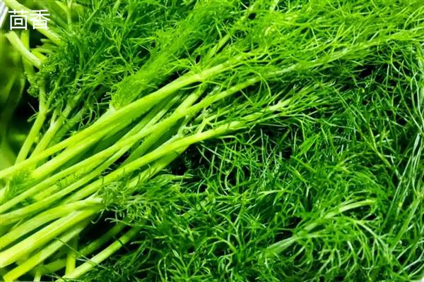 莳萝和茴香有什么区别,形态、花期、味道都不同