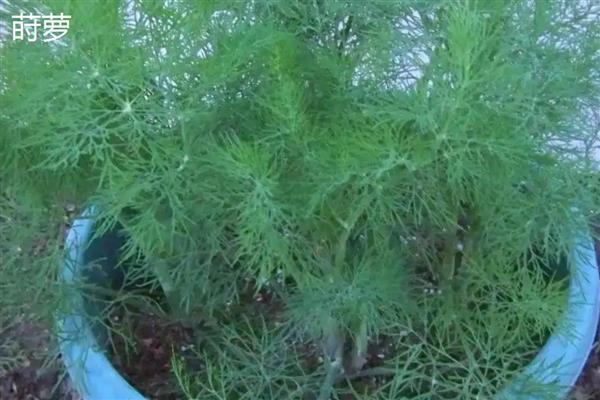 莳萝和茴香有什么区别,形态、花期、味道都不同