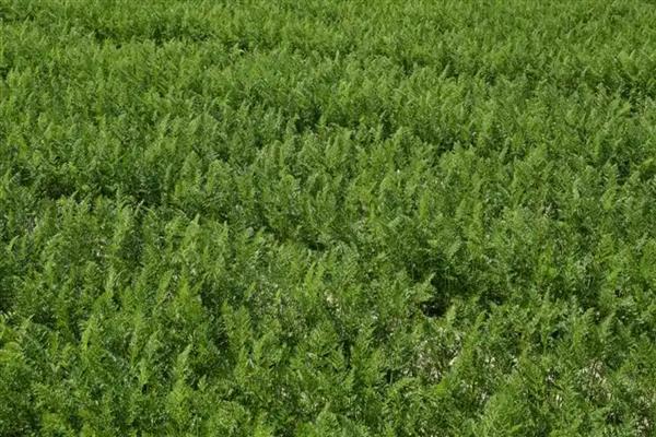 莳萝和茴香有什么区别,形态、花期、味道都不同