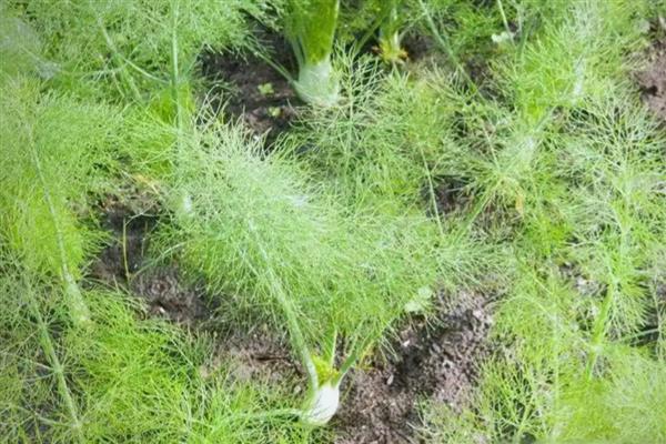 莳萝和茴香有什么区别,形态、花期、味道都不同