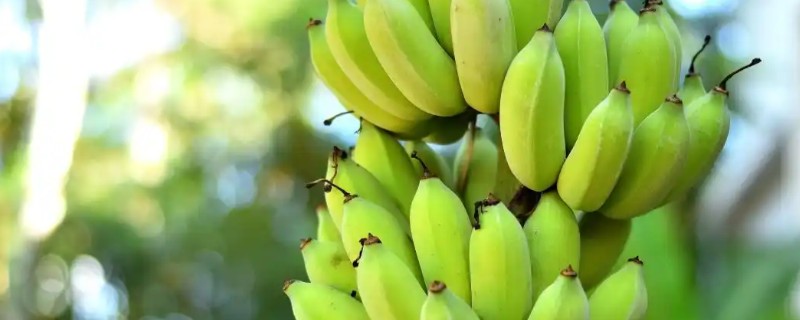 香蕉的种植要点，每天的光照时长要达到6小时以上