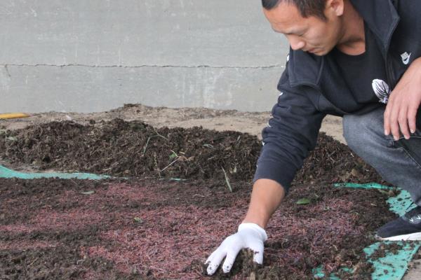 养蚯蚓怎样取蚯蚓粪,可采用诱饵法、框漏法等
