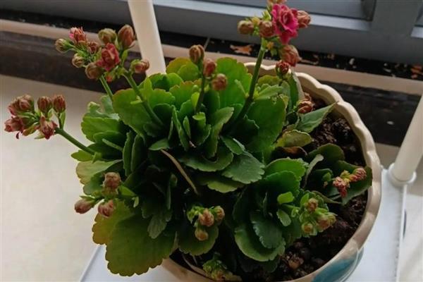 鱼缸水浇花有什么害处,会导致烧根黄叶