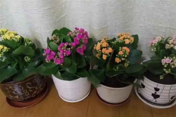 鱼缸水浇花有什么害处,会导致烧根黄叶