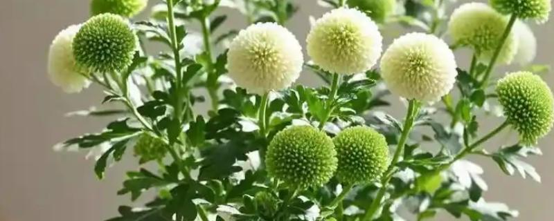 乒乓菊简介，原产于日本