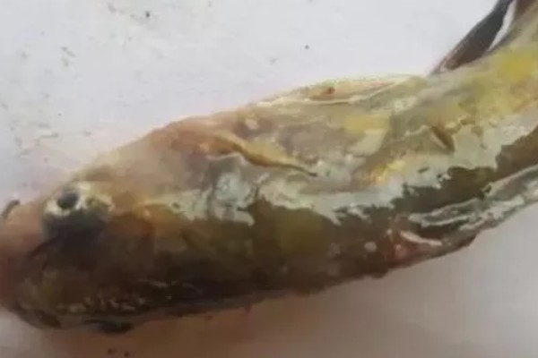 黄颡鱼一点红病的病因,可能是池塘水环境突变所致