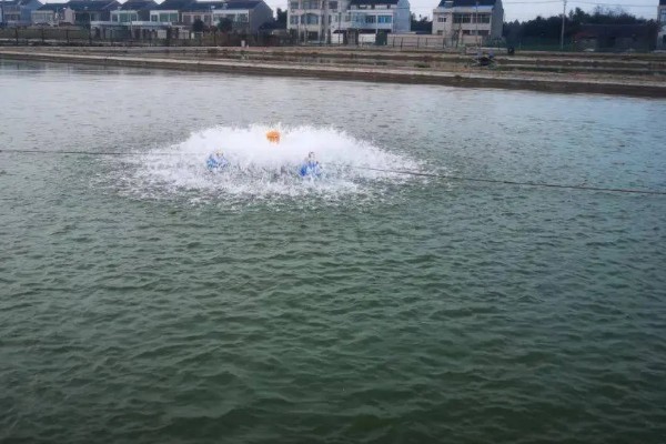 黄颡鱼一点红病的病因,可能是池塘水环境突变所致
