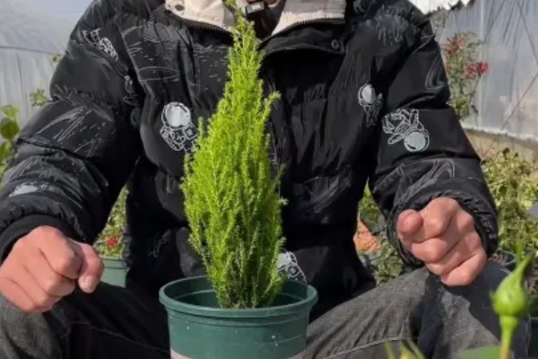 小香松的养殖方式,喜欢湿润的环境