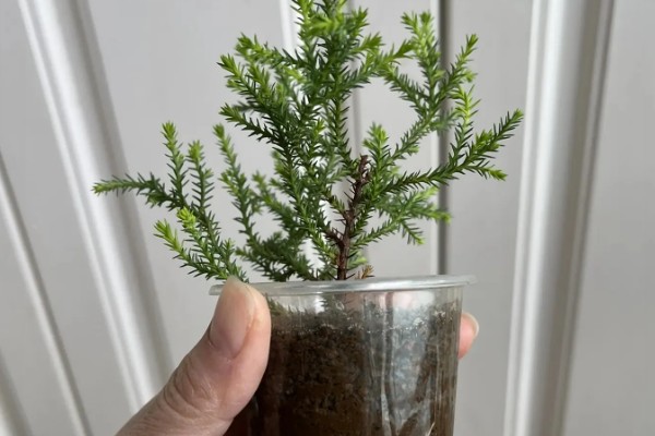 小香松的养殖方式,喜欢湿润的环境