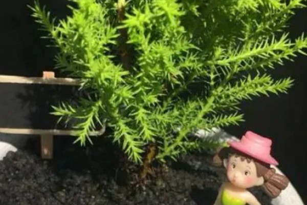 小香松的养殖方式,喜欢湿润的环境