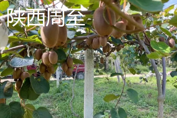 哪个地方的猕猴桃好吃,陕西的最好吃
