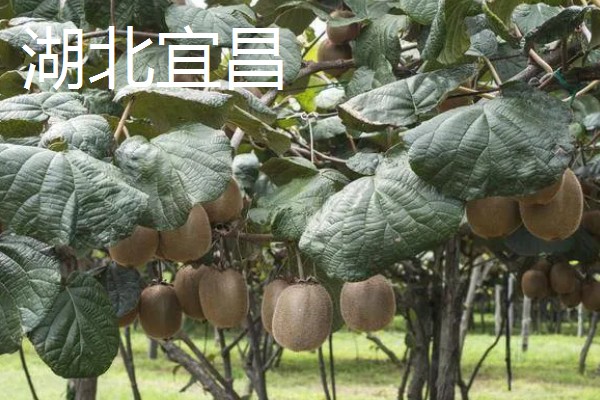 哪个地方的猕猴桃好吃,陕西的最好吃