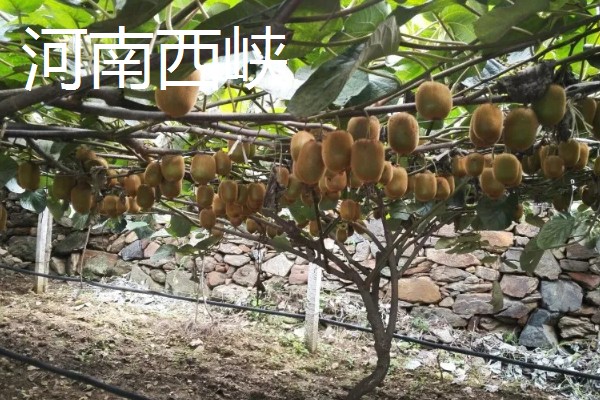 哪个地方的猕猴桃好吃,陕西的最好吃