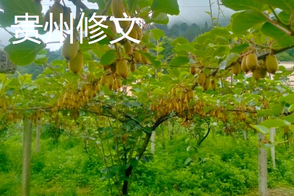 哪个地方的猕猴桃好吃,陕西的最好吃