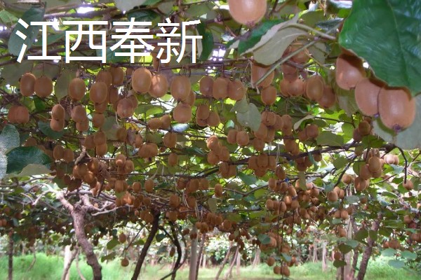 哪个地方的猕猴桃好吃,陕西的最好吃