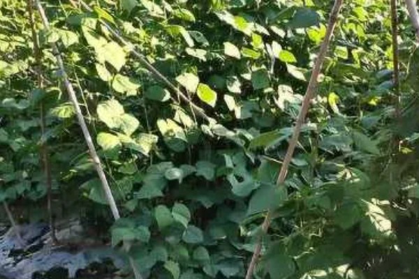 四季豆会爬藤吗，是爬藤植物