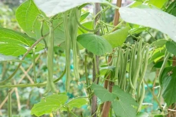 四季豆会爬藤吗，是爬藤植物