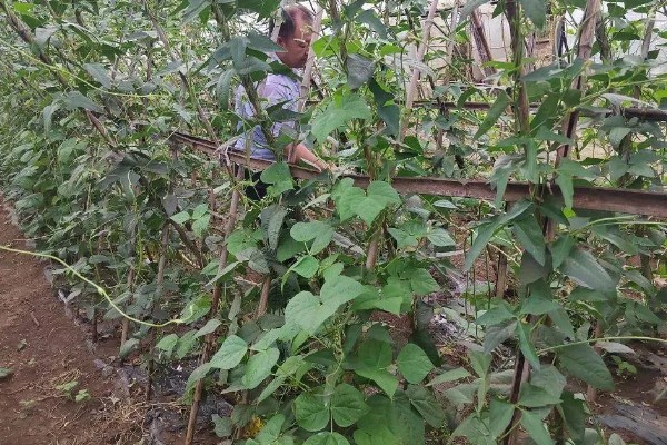 四季豆会爬藤吗，是爬藤植物