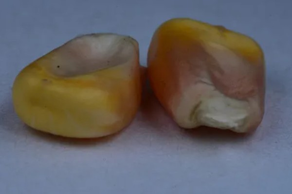 玉米种子出苗差的原因，可能是本身品质不过关