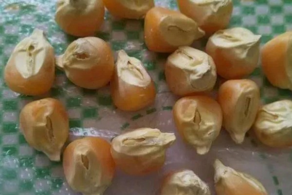 玉米种子出苗差的原因，可能是本身品质不过关