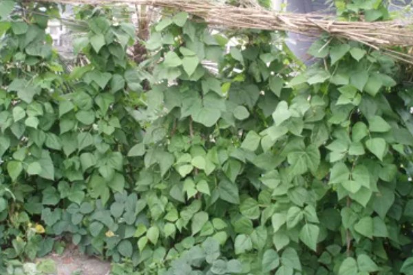 四季豆会爬藤吗，是爬藤植物