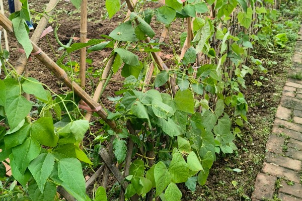 四季豆会爬藤吗，是爬藤植物