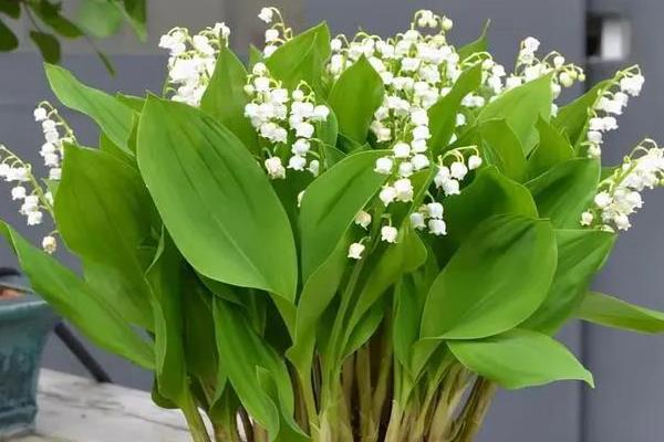 铃兰一年开花几次，一年开一次花