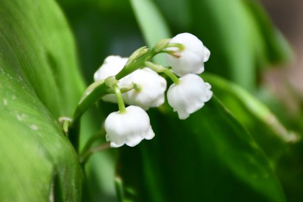 铃兰一年开花几次，一年开一次花