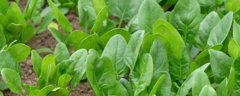 绿叶菜是指什么蔬菜，主要包含菠菜、莴苣等