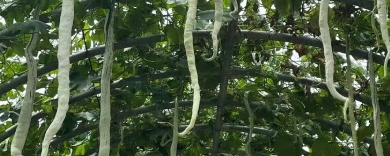 蛇瓜是丝瓜吗，蛇瓜不是丝瓜