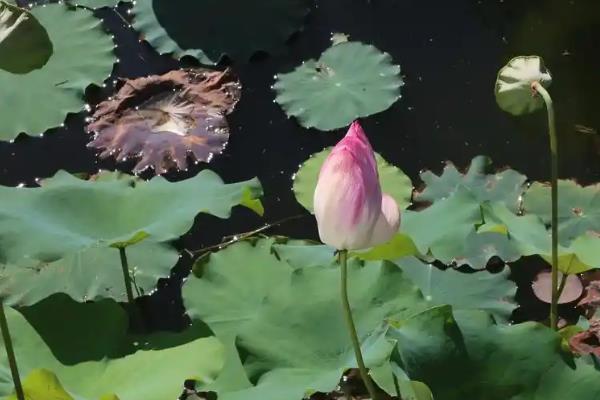 荷花不开花的原因及解决方式，可能是土壤不适所致