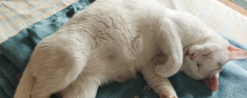 猫被吓到的表现，表现为紧张害怕、不肯吃食等