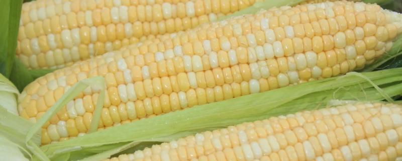 会玉512玉米品种的特性，本品种活杆成熟