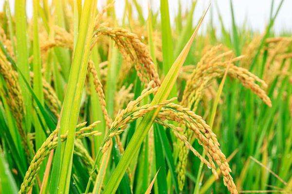 通育8806水稻种子介绍,每亩有效穗数21.1万穗
