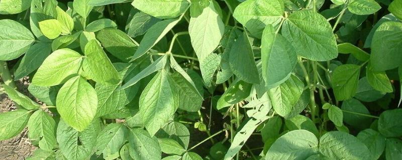 吉育2907大豆品种的特性，8月中旬及时防治大豆食心虫