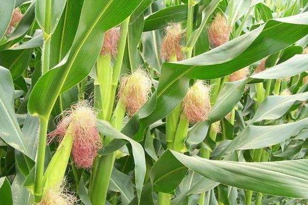 民星11号玉米品种的特性,夏播适宜在5月中旬前播种