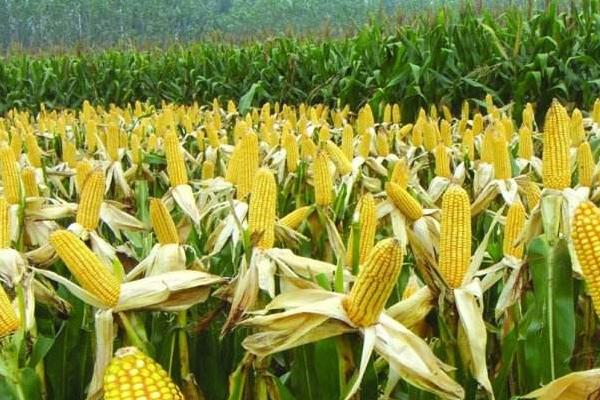 民星11号玉米品种的特性,夏播适宜在5月中旬前播种