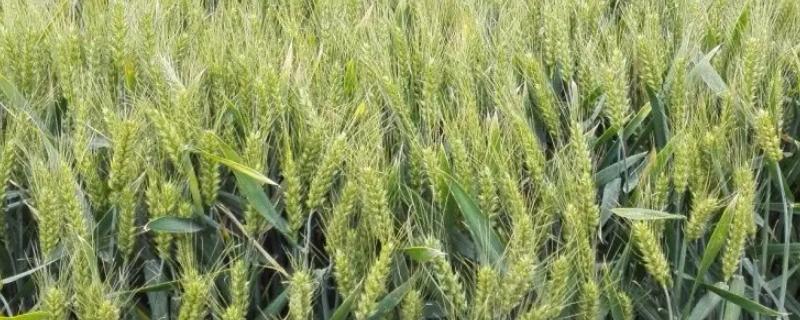 双收麦48小麦种子特征特性，每亩16-20万基本苗