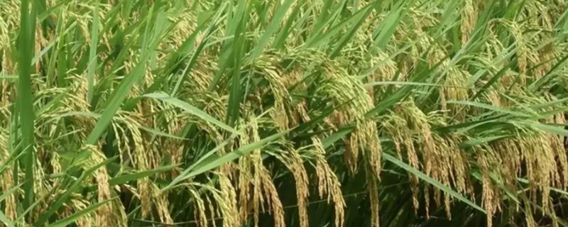 泰优1137水稻品种的特性，6月中下旬播种