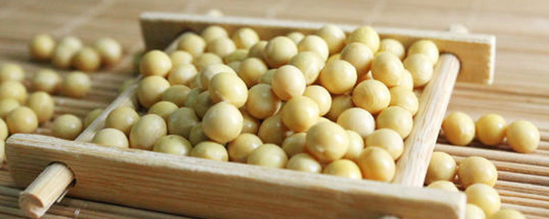 天益科豆22大豆种子简介，亩种植密度2—5万株