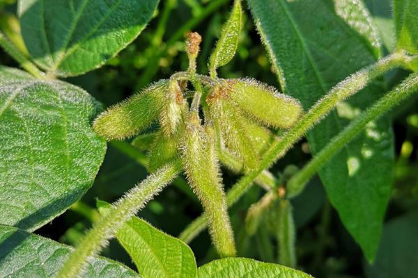 天益科豆22大豆种子简介，亩种植密度2—5万株