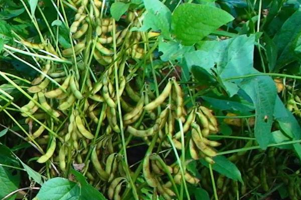 天益科豆22大豆种子简介，亩种植密度2—5万株