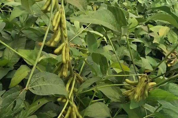 天益科豆22大豆种子简介，亩种植密度2—5万株