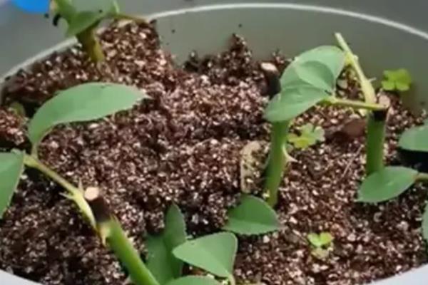 蛭石拌土能不能用来养花，可促进花卉根系的生长