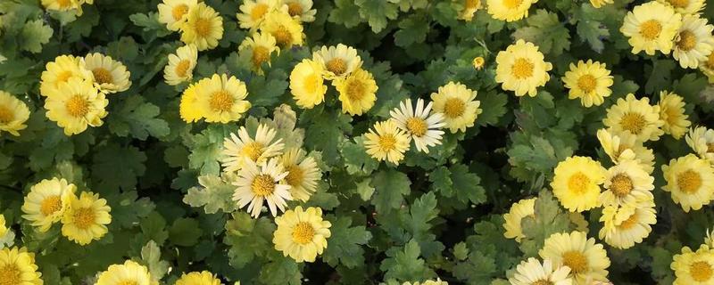 清明节菊花的花语，寓意怀念以及追悼