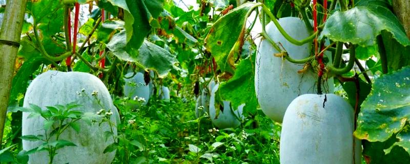 冬瓜是几月的时令蔬菜，属于夏秋季节的时令菜