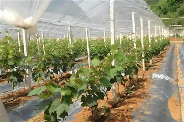葡萄滴灌的优点,可省水和节省能源