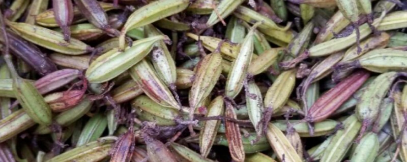 白芨种子如何挑选，选择正规平台和优质商家
