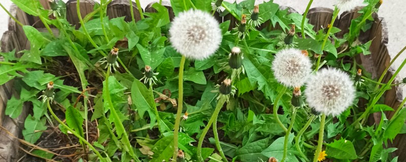蒲公英的种植时间，3-5月份、8-10月份左右均可种植